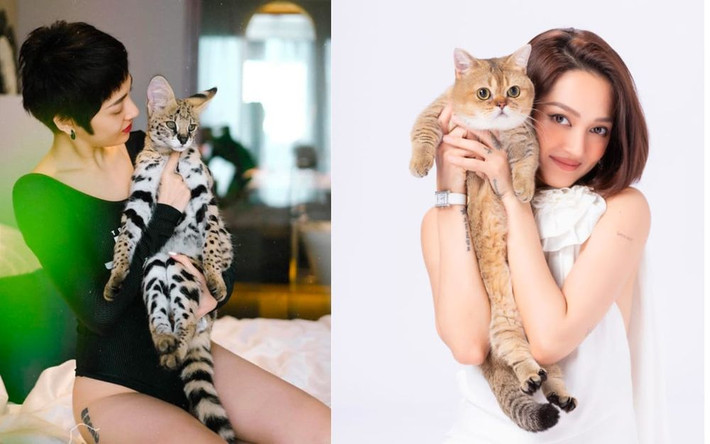Chưa hết, Bảo Anh còn có sở thích nuôi mèo. Nữ ca sĩ sở hữu bộ sưu tập thú cưng có trị giá hơn nửa tỷ đồng. Ảnh: FBNV