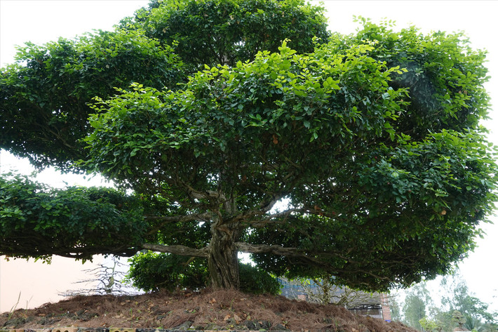 Lá cây xum xuê không nhìn rõ thân, cành, bông tán. Ảnh: Lao động