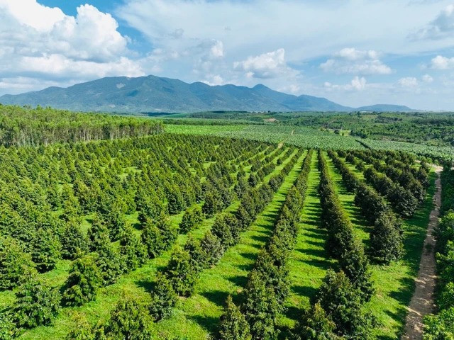 Hiện, bầu Đức đang trồng khoảng 1.000 ha sầu riêng, gồm 200 ha tại Việt Nam và gần 800 ha tại Lào (trong năm 2022 có trồng thêm), với hai giống chủ lực là sầu riêng Monthong (Thái Lan) và Musaking (Malaysia). Ảnh: Nhịp sống thị trường
