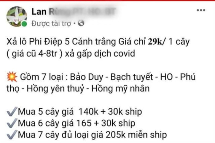 Đến nay, thị trường lan đột biến bỗng tụt dốc không phanh. Không ít nhà vườn đăng tin bán tháo, đại hạ giá các giống lan từng gây sốt. Ảnh: Lao động