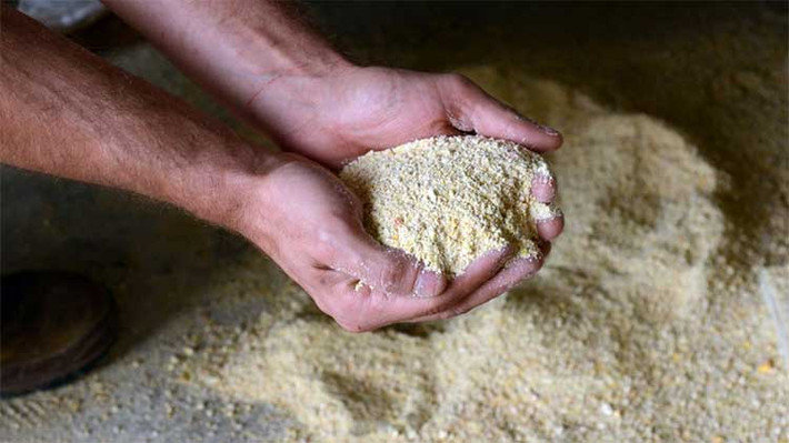 Thức ăn của giống gà quốc bảo chủ yếu bao gồm ngô, hạt lúa mỳ, sữa khô.