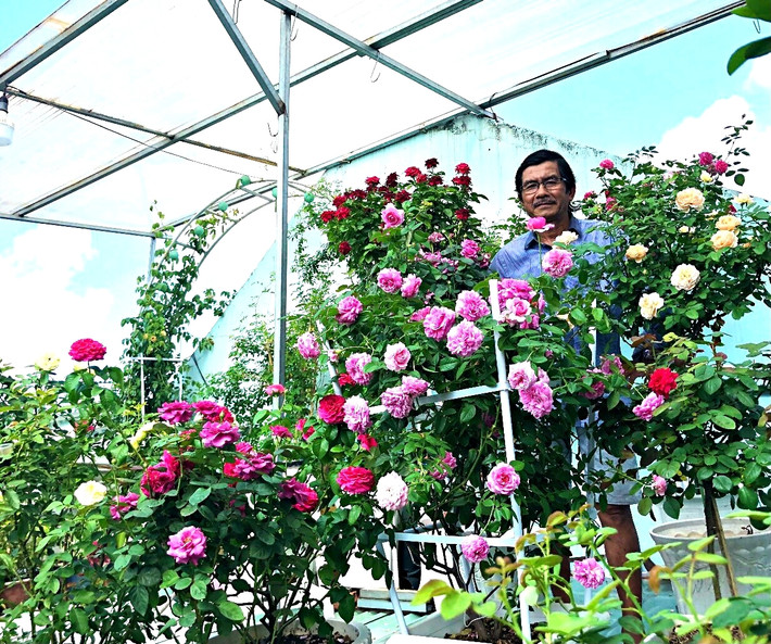 Hoa hồng trong vườn nhiều đến nỗi, mỗi ngày, vợ ông đều hái hoa để cắm trong nhà. Ảnh: Plo