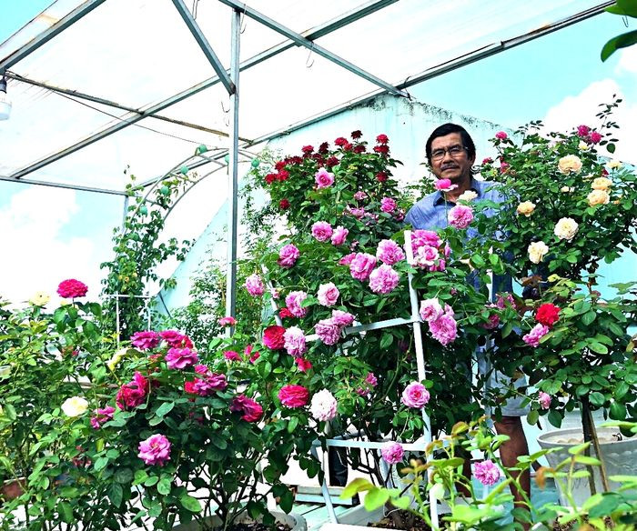 Một cành ra nhiều mầm, ông Long chỉ giữ lại 1-2 mầm to nhất để hoa được chất lượng và cây vẫn đủ dưỡng chất. Ảnh: Vietnamnet