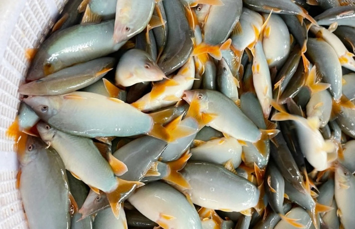 Cá heo nước ngọt là loài cá nổi tiếng ở miền Tây. Trước đây, cá heo là món ăn của các bếp nghèo. Tuy nhiên, giờ đây nó là đặc sản chỉ có nhà giàu mới mạnh tay thưởng thức. Ảnh: Zing