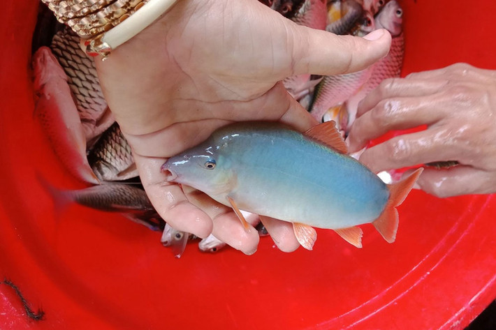 Chưa hết, cá heo nước ngọt còn khó vận chuyển (dễ bị chết nên khó bản quản). Ảnh: Tepbac