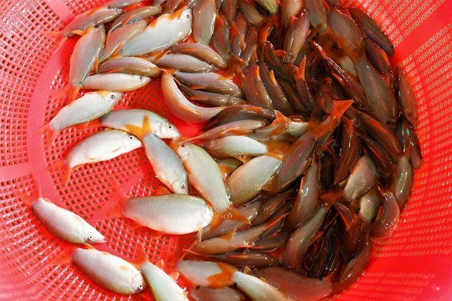 Cá heo nước ngọt có nhiều ở đồng bằng sông Cửu Long, nhất là ở An Giang và Đồng Tháp. Ảnh: Vietnamnet