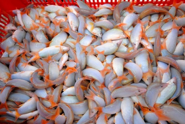 Năm nay, giá cá heo nước ngọt miền Tây liên tục tăng từ 400.000 đồng lên 650.000-750.000 đồng/kg. Ảnh: Dân Việt