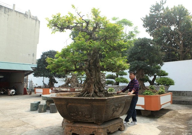 Ngoài ra còn có một cây khế cổ (ta) có tuổi đời khoảng 200 năm. Cây nổi bật bởi thân cổ kính, hình dáng đẹp tự nhiên, hiếm có. Ảnh: Dân trí