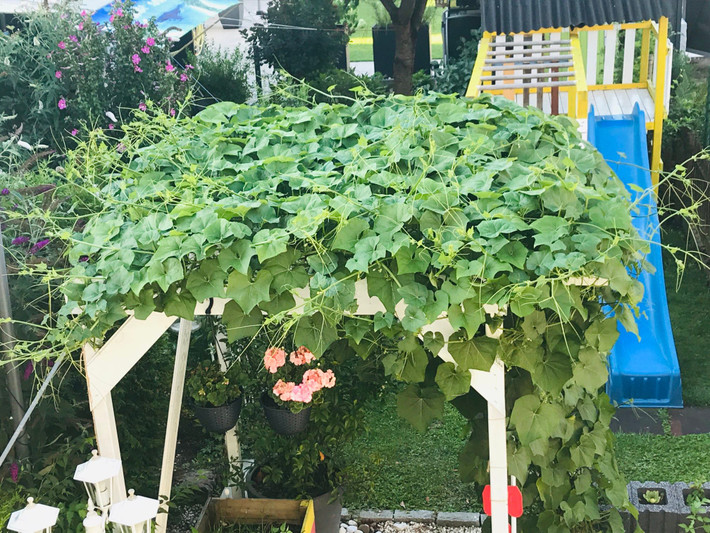 Giàn su su được trồng ở nơi có nhiều ánh sáng nhất trong vườn.