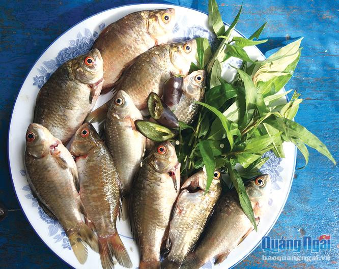 Cá diếc là loại cá nước ngọt, bằng 2-3 ngón tay người lớn. Xưa kia, cá diếc nhiều vô số ở đồng, trong ao và được các gia đình nấu cho lợn. Ảnh: Báo Quảng Ngãi.