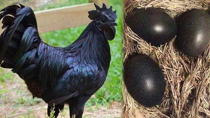Thậm chí, gà Ayam Cemani mới đẻ một ngày có giá 200 USD (hơn 4,5 triệu đồng)/con. Ảnh: Getty