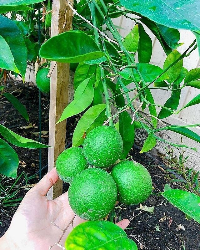 Cây canh trong vườn cũng cho trái to và căng mọng.