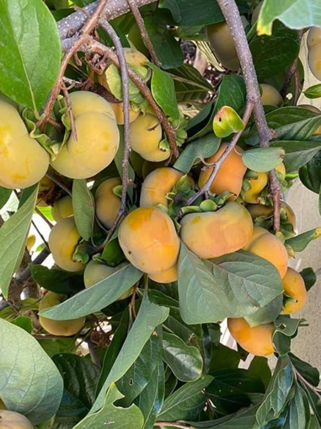 Nhờ khí hậu ấm áp đặc trưng của vùng California nên các loại cây đều phát triển tốt, cho quả trĩu cành.