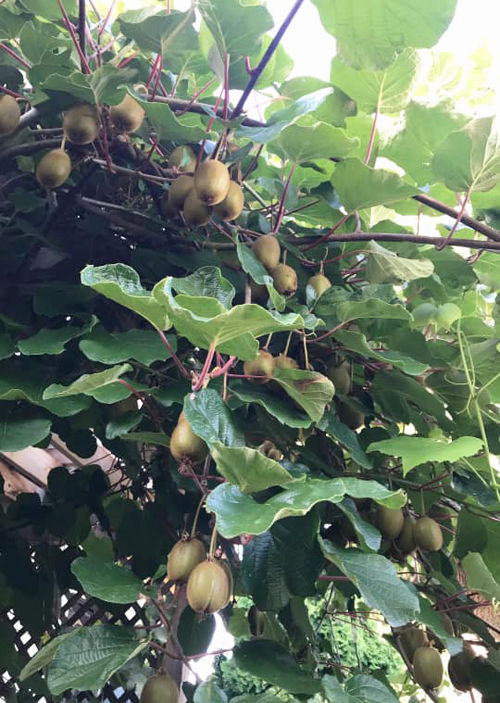 Các loại cây ăn quả như nho, táo, kiwi trong vườn đều cho trái trĩu cành, nhìn thích mắt.