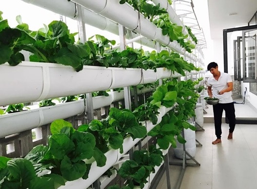 Vợ chồng Lý Hải - Minh Hà khiến khán giả ngưỡng mộ khi sở hữu cả một vườn rau thuỷ canh lớn trên tầng thượng.