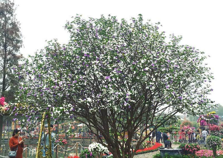 Mới đây, tại lễ hội hoa xã Xuân Quan (Văn Giang, Hưng Yên), khách tham quan không khỏi trầm trồ trước vẻ đẹp nổi bật của cây hoa nhài Nhật cổ thụ, với những bông màu trắng và tím xen kẽ nở rộ rất lạ mắt. Ảnh: Vietnamnet.