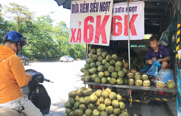 Một trong những loại hoa quả giá rẻ đang được bày bán nhiều trên một số tuyến phố ở Hà Nội là dừa xiêm 6.000 đồng/quả. Ảnh: Dân Việt.