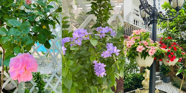 Đủ các loại hoa đua nhau khoe sắc. Ảnh: FBNV.