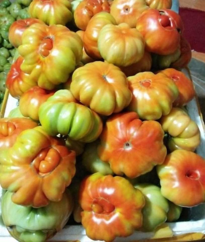 Cà chua múi Sơn La có vẻ ngoài xấu lạ, giống như hàng loại. Quả to nhỏ không đều nhau.