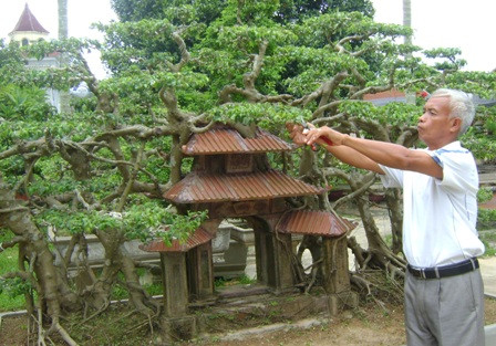 Cây sanh Phố cổ Hà Nội có khoảng 60 tán, cao khoảng 1,8m, rộng hơn 3m, có rất nhiều dễ bám xuống đất. Ảnh: Dân Việt.