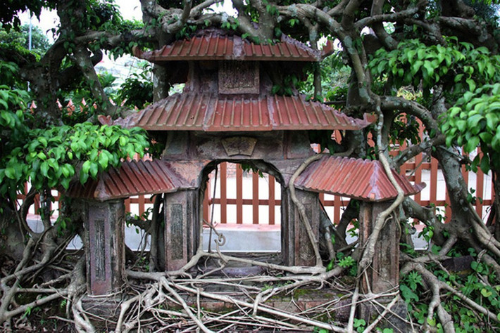 Ông Ngọ cho biết, để tạo cho cây sanh có dáng làng (dáng đa cổ thụ) rất phức tạp, đòi hỏi nhiều công sức và thời gian. Ảnh: Lao động