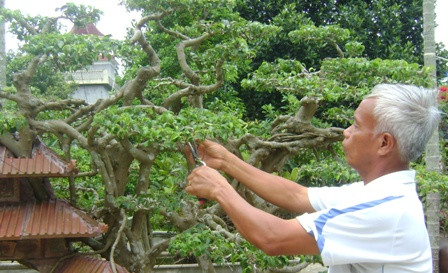Yếu tố khó là tạo ra ngôi nhà cổ, sau đó uốn nắn cây và chờ rễ ra ôm lấy ngôi nhà cổ này. Ảnh: Dân Việt