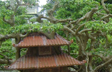 Thân và rễ của cây sanh mọc xuyên qua mái của Phố cổ Hà Nội. Ảnh: Dân Việt.