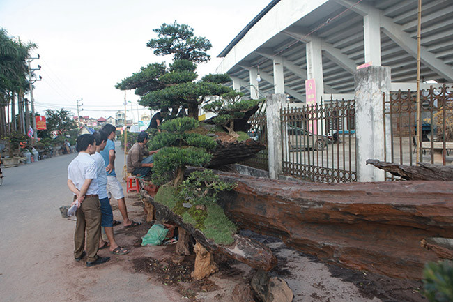 Trong những ngày góp mặt tại Triển lãm Sinh Vật cảnh huyện Phúc Thọ 2018, đã có người trả 1,2 tỷ nhưng anh Cường chưa bán. Ảnh: Dân Việt.