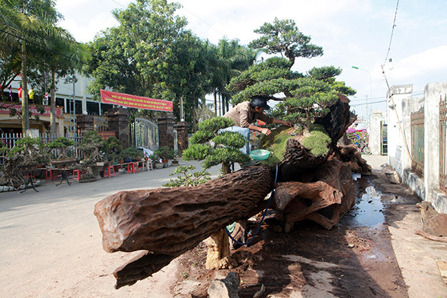 Tác phẩm “chiếc thuyền” là những cây tùng bonsai được anh Cường trồng trên phần thân cây Sao cổ thụ. Ảnh: Dân Việt.