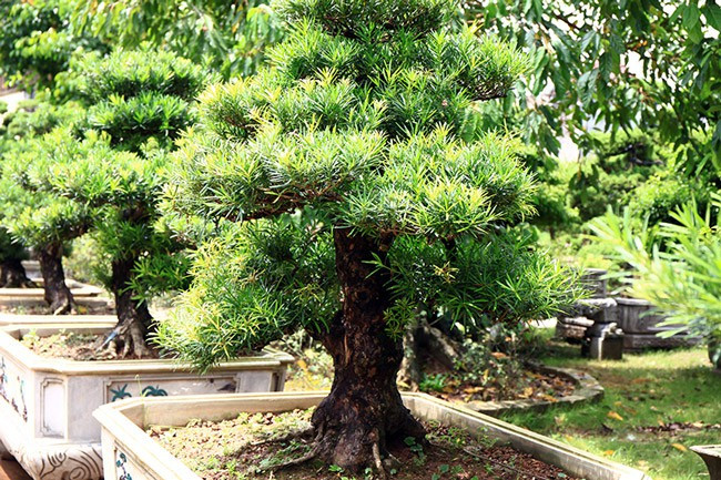 Những gốc tùng trong vườn khoảng 50 năm, có những cây lên tới gần 100 năm tuổi. Ảnh: Dân Việt.