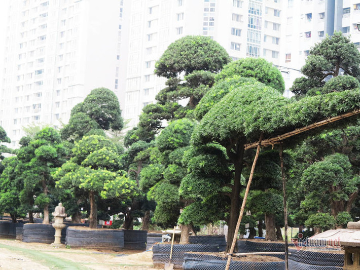 Vườn tùng Nhật rộng hàng ngàn m2 ở đường Mai Chí Thọ, phường An Phú, Quận 2, TP.HCM là của một vị đại gia người Hà Nội. Ảnh: Vietnamnet.