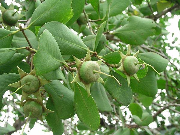 Bần là loại cây đặc thù ở vùng đồng bằng sông Cửu Long, còn gọi là cây thủy liễu. Bần mọc ở ven sông, mọc ở vườn.
