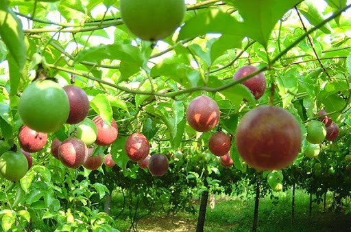 Tờ Hoàn Cầu (TQ) dẫn nguồn một nghiên cứu đăng tải trên Hàng Châu nhật báo so sánh rằng một quả chanh leo có giá trị tương đương với 10 quả táo. Chanh leo cũng giàu axit amin cần thiết cho nhu cầu của cơ thể con người.
