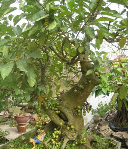 Kỹ thuật trồng cây sung cảnh đòi hỏi sự tỉ mỉ, cẩn thận. Nguồn ảnh: Facebook.