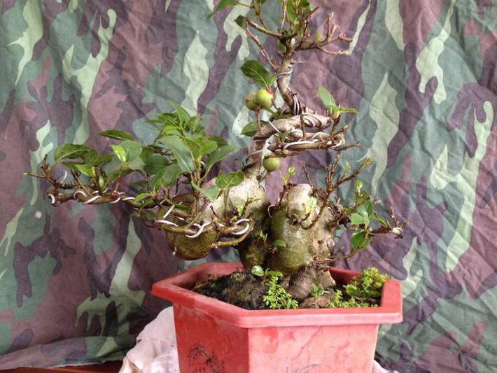 Sung mini dáng hoành bắt đầu cho quả.