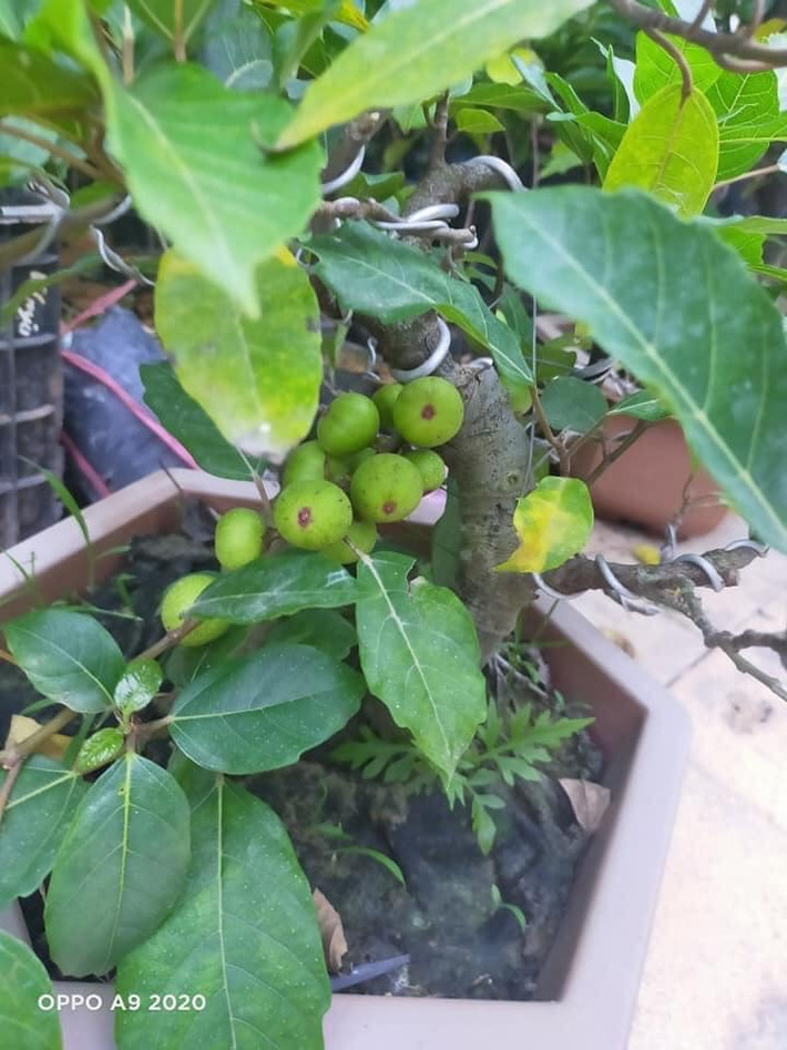 Sung bonsai siêu xoắn, siêu quả.