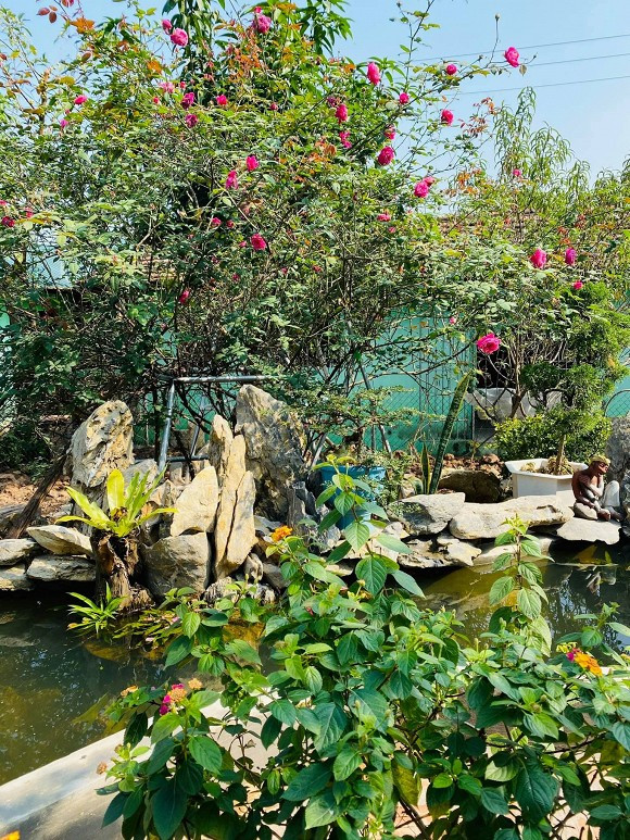 "Táo Giáo dục" còn xây tiểu cảnh để khuôn viên vườn thêm đẹp.