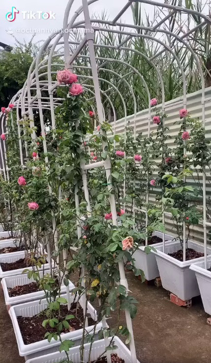 Mơi đây, Ốc Thanh Vân khiến nhiều người trầm trồ khi đăng tải một đoạn clip ghi lại một góc vườn dành để trồng hoa hồng trong biệt thự. Ảnh chụp màn hình