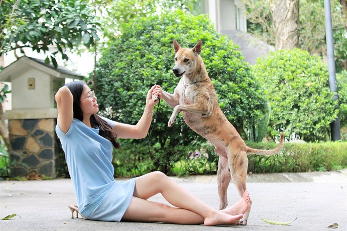 Cuối năm 2019, chị Hà chi gần 300 triệu đồng để được sở hữu chú chó Phú Quốc khác tên Cọp - con trai của Đốm, từng vô địch cuộc thi chó đẹp ở Paris năm 2011. Ảnh: Vietnamnet.