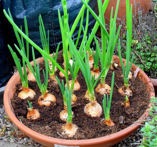 Hành có thể trồng bằng cách vùi trong cát hoặc đất ẩm. Chỉ cần duy trì độ ẩm, loại rau gia vị này mau chóng mọc mầm, tốt lá.