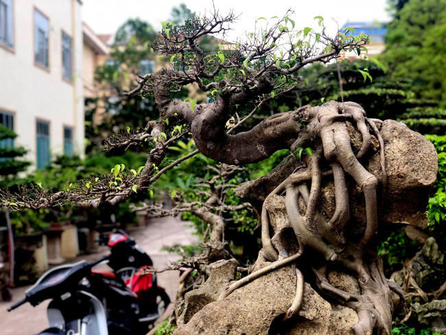 Cây sanh có tuổi đời khoảng 50 năm được ông Cao Việt Thăng ở Ninh Bình ký gửi trên một phiến đá khá khù khoằm. Ảnh: Dân Việt.