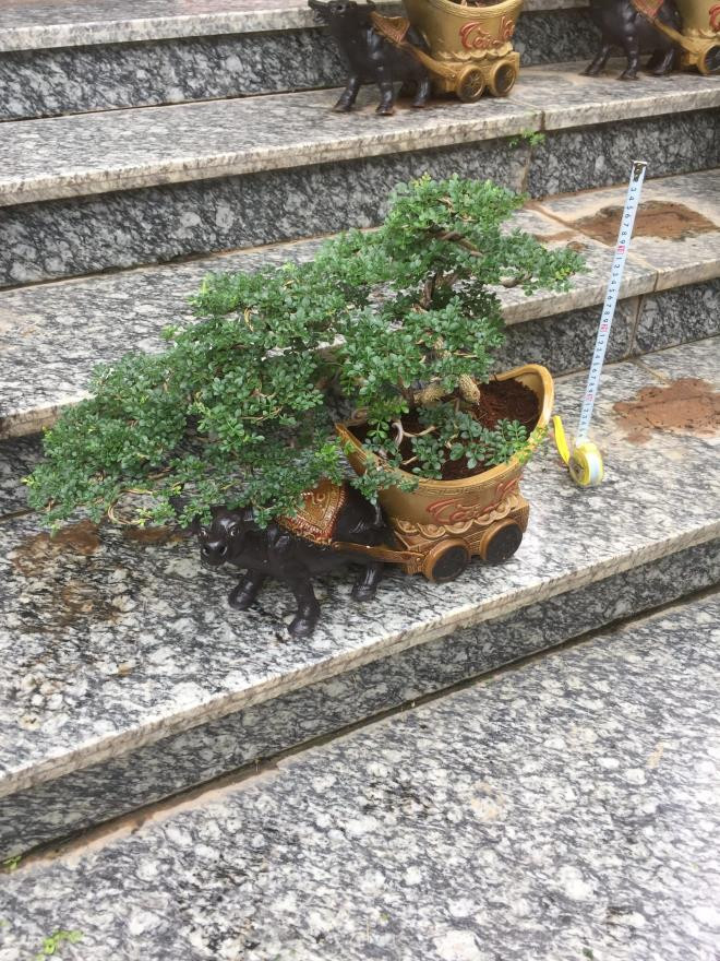 Cần thăng bonsai - trâu rước tài lộc cũng được một số nhà vườn tung ra thị trường với giá 755.000 đồng/chậu. Ảnh: Caycanhmienbac
