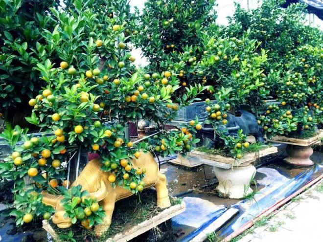 Theo nhà vườn, trung bình những cây quất này có tuổi từ 2-3 năm. Để có hàng phục vụ khách trong dịp Tết Nguyên đán, người bán phải trồng quất trong chậu ngay từ đầu năm, rồi chăm bón, tạo dáng cho hoàn chỉnh. Ảnh: Vietnamnet.