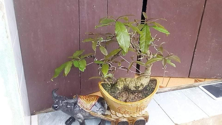 Tuổi thọ cao của Lộc Vừng mang ý nghĩa trường thọ bách niên giai lão. Chữ Lộc ứng với tài lộc vừng là nhỏ nhặt nhưng nhiều. Ảnh: Facebook