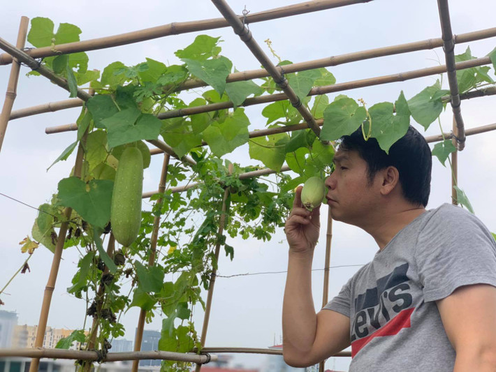 Giàn mướp được thiết kế bằng các sào tre nối với nhau nhờ dây buộc. Thân mướp mảnh khảnh, vài vạt lá đã lụi nhưng vẫn cho quả to.
