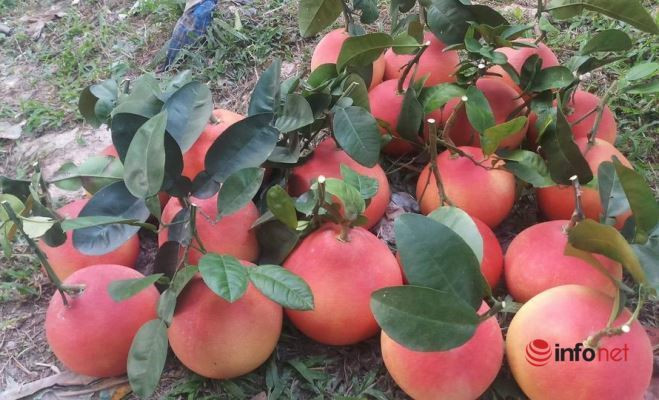 Còn khoảng 2 tháng nữa mới đến Tết Nguyên đán nhưng hiện nay bưởi đỏ tiến vua trưng Tết đã được rao bán trên thị trường với giá 180.000 – 200.000 đồng/quả. Ảnh: Infonet.