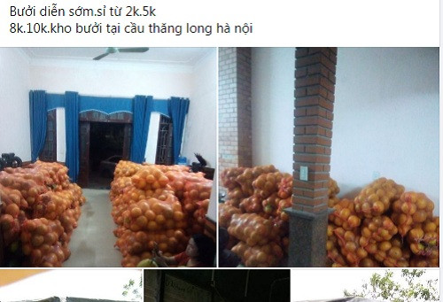 Thời gian gần đây, người tiêu dùng không khỏi bất ngờ khi bưởi Diễn được rao bán rầm rộ trên chợ mạng với giá từ 10.000-15.000 đồng/quả, thậm chí có người rao bán chỉ 5.000, thậm chí 2.000 đồng/quả. Ảnh chụp màn hình.