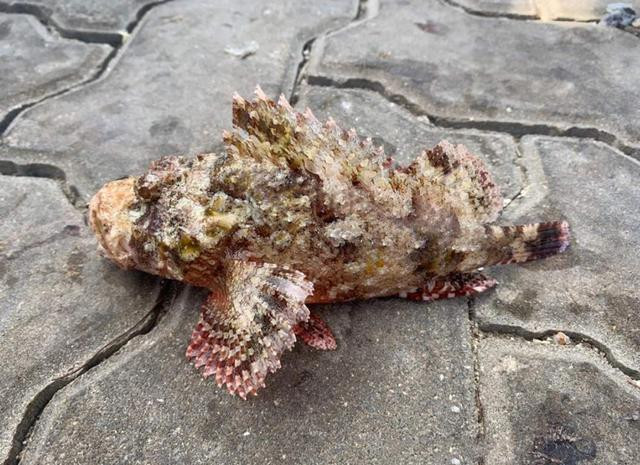 Cá mặt quỷ (Stonefish) có nhiều tên gọi khác như cá đá, cá mang ếch, cá mao ếch. Loại cá này sinh sống tại những vùng nước sạch,vùng rạn (đá ngầm), san hô…