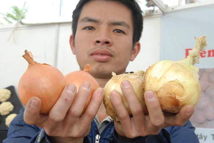  Hành tây Đà Lạt có củ to (phải), vỏ lụa ngoài màu trắng, dễ bị trầy xước trong khi hành tây Trung Quốc có vỏ ngoài màu vàng, tím, hoặc trắng bóng, có hình dạng tròn đều hoặc hình bầu dục. 