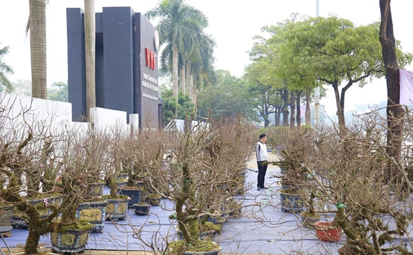Trên tuyến đường Lê Quang Đạo (Nam Từ Liêm, Hà Nội), những gốc nhất chi mai phủ rêu phong, được đưa về từ Sapa, Lào Cai, đang thu hút đông đảo khách hàng. Ảnh: Công Luận
